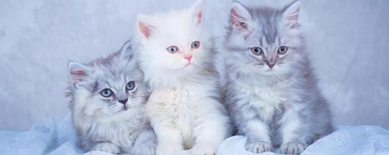 该如何准确判断猫咪是否已经失明，失明以后它们的眼睛是不是就不会随着逗猫棒转动了