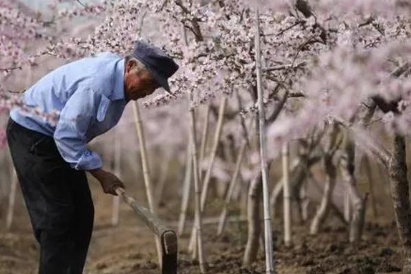 如何对桃树进行配方施肥,采果后可搭配有机肥、无机肥一起追施