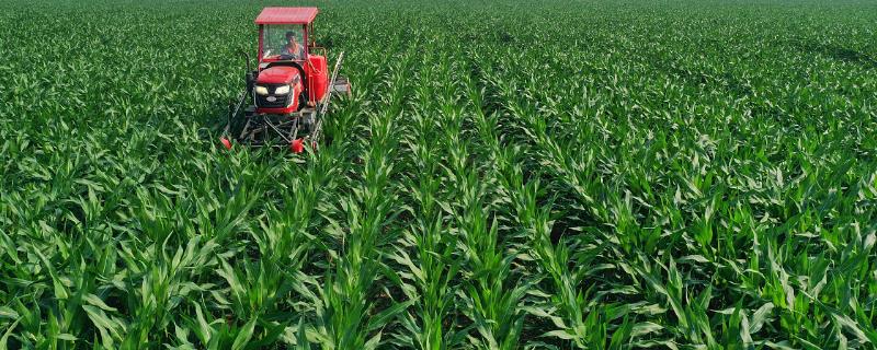 玉米使用菌肥有哪些好处，它是玉米丰产丰收的有力保障吗