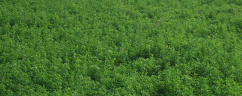 苜蓿如何才能进行更有效地施肥，它可分为撒施条施穴施以及喷施等方式