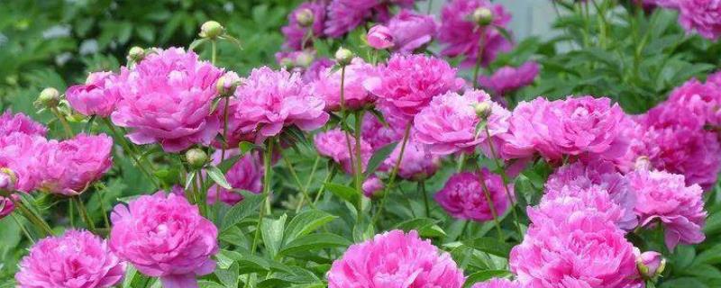 芍药花究竟有着什么样的花语，它的花语包含了依依惜别以及难舍难分之意