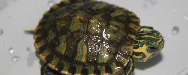 黄耳龟究竟能活多久，野生的黄耳龟寿命通常都在50年左右