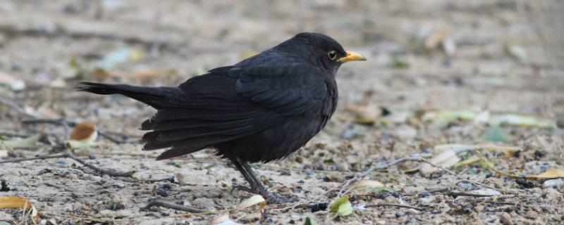 百舌鸟为何没人敢养，原因在于它野性极大且很难被驯养成熟