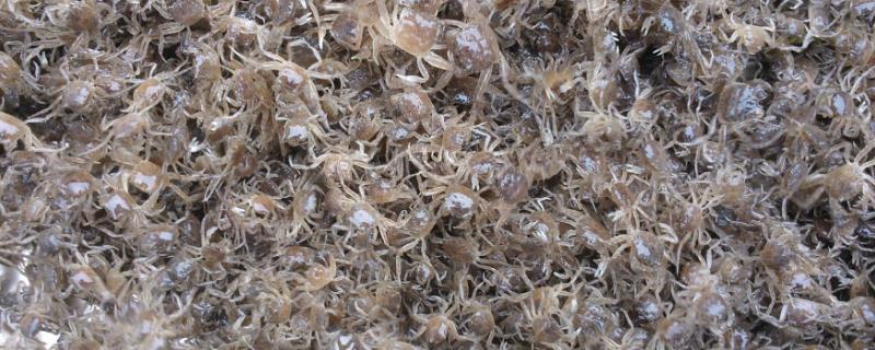 螃蟹产卵后到底多久孵化出幼蟹，而所需时间大致为四个月左右