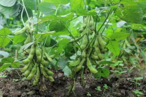 玉米茬种植大豆如何施肥，要科学施用有机肥