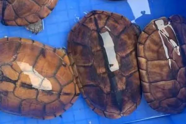 草龟长大1厘米需要多久,所需时间通常为6-12个月