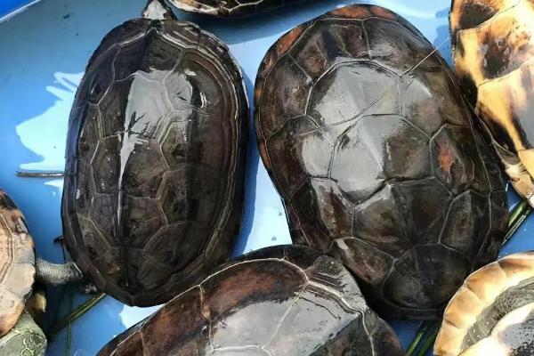草龟长大1厘米需要多久,所需时间通常为6-12个月