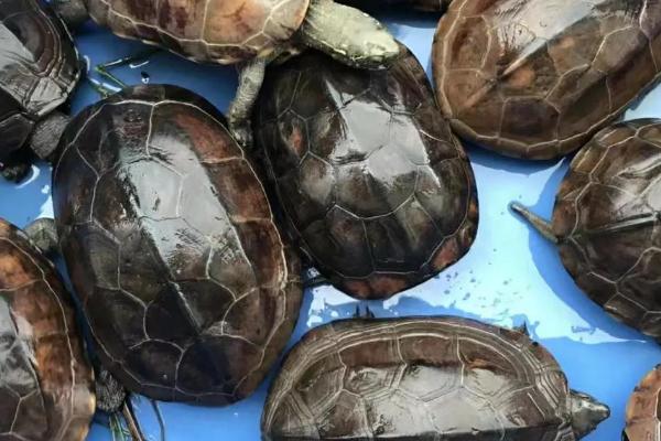 草龟长大1厘米需要多久,所需时间通常为6-12个月