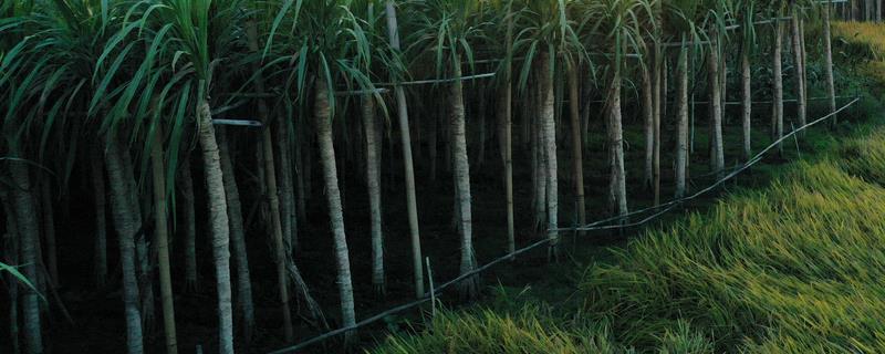 甘蔗施肥有哪些注意事项，它的前期为什么要少量多次进行施肥