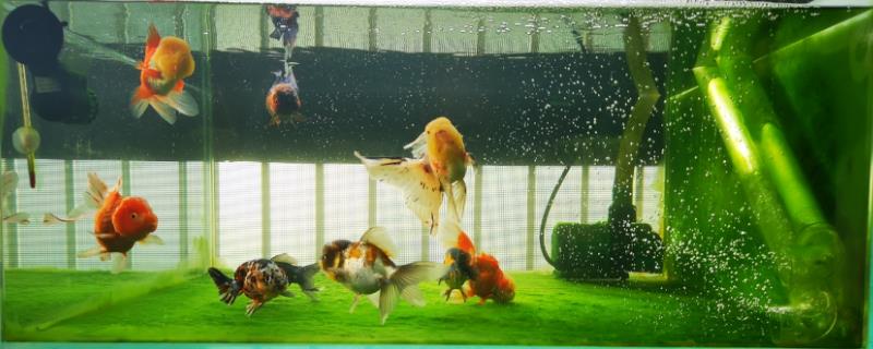 鱼类为何会选择躲在水泵旁边不游动，或许是由于水质表现不良或水中含氧量严重不足等因素所导致