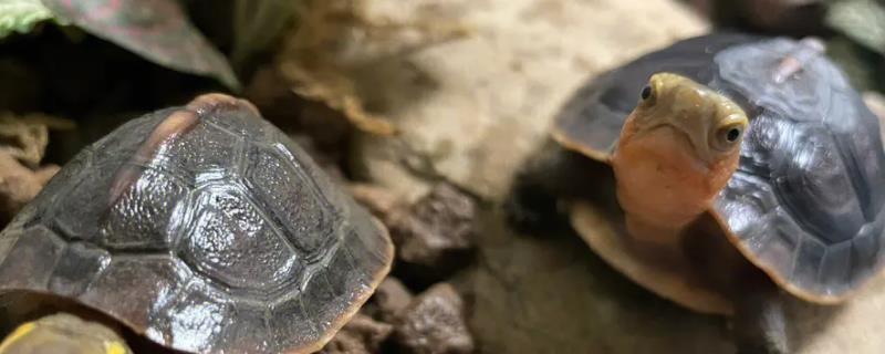 怎样才能快速区分公母黄缘龟，雄性乌龟腹甲通常凹陷而雌性乌龟腹甲比较平坦