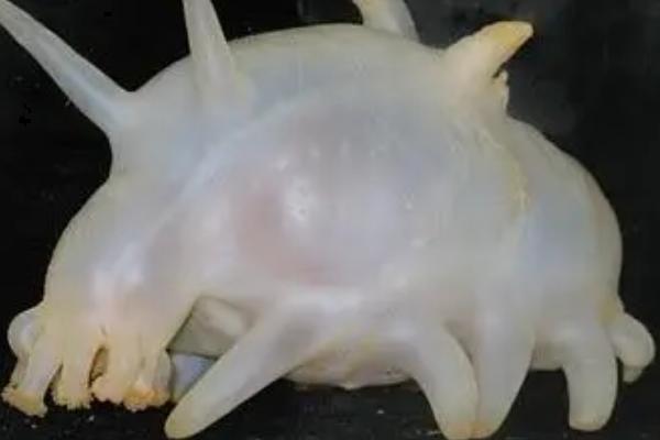 海母猪是什么,是海洋中的一种海参属动物,