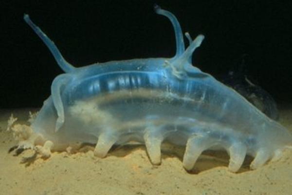 海母猪是什么,是海洋中的一种海参属动物,