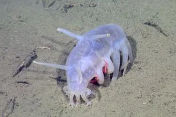 海母猪是什么,是海洋中的一种海参属动物,