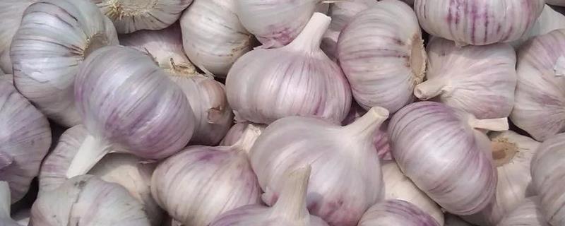 大蒜的最新价格行情，每斤的市场售价大约在八到十元左右