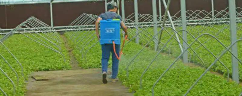 2%丙烷脒的详细介绍，属于低毒药剂且可以防治灰霉病等病害