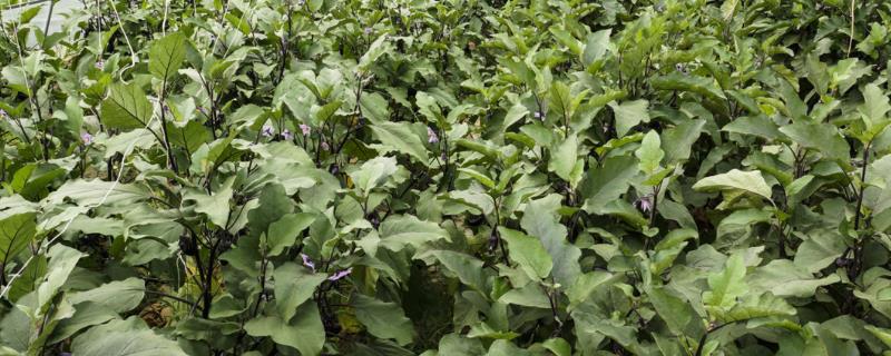 大棚茄子病虫害应该怎么进行防治，需要根据生产实际情况采取针对性防治措施