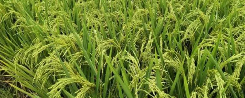 Y两优3218具备哪些特征特性，它的全生育期时间总共为136.5天