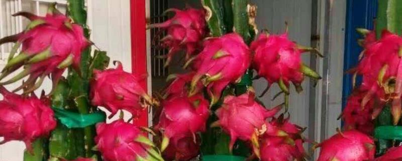 盆栽火龙果究竟要养护多久才能结果，通常情况下大概需要等待3-6年左右