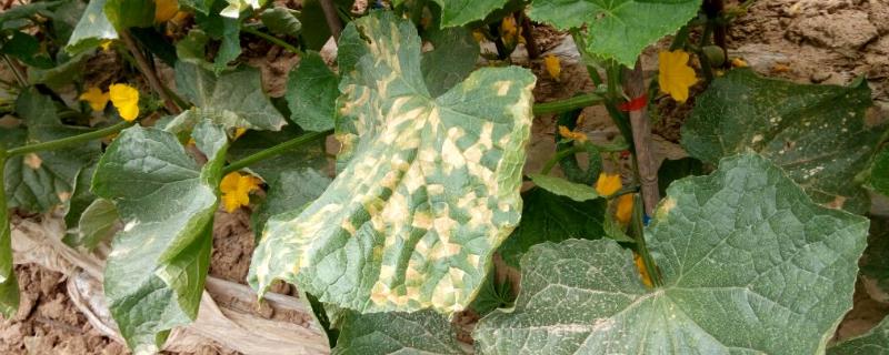 有哪些药剂可以防治瓜类霜霉病，百菌清和代森锰锌等药物都是适宜的防治选择