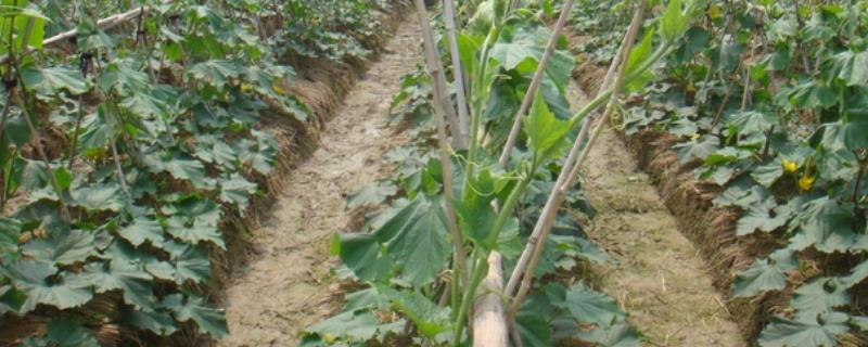 冬瓜秧的留蔓数量是多少，一根冬瓜秧通常可以保留三根子蔓