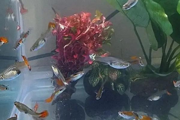 孔雀鱼怎么饲养,一定要保持水温