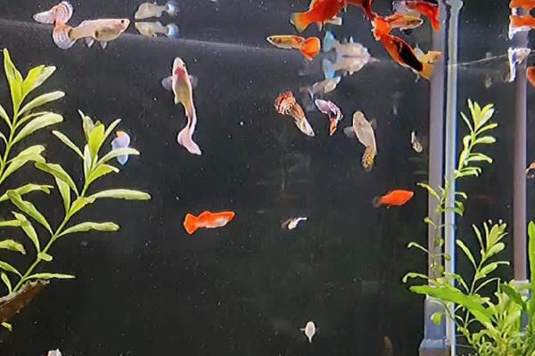 孔雀鱼怎么饲养,一定要保持水温