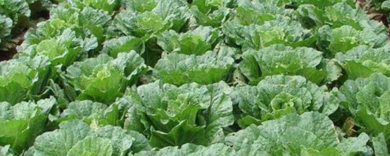 白菜霜霉病的具体发病症状有哪些，叶片上面会出现白色的霜霉状物质