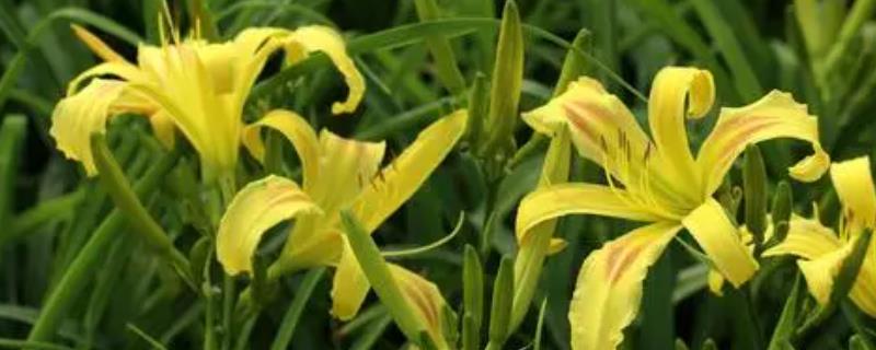 大花萱草具体应该怎么种植，进行开沟挖穴之后再开展栽植覆土工作