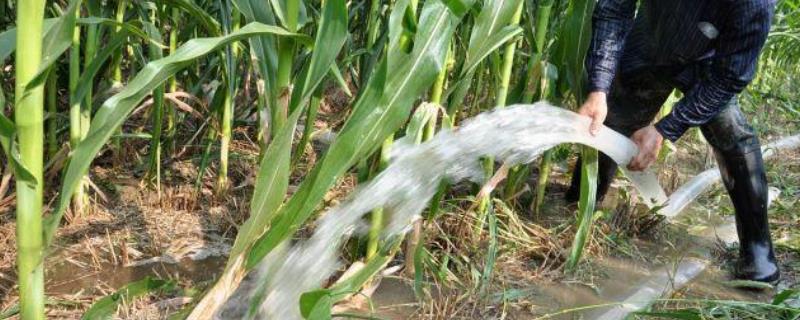 玉米地面对持续干旱应当如何处理，可以对玉米根部进行人工喷水并辅助人工授粉