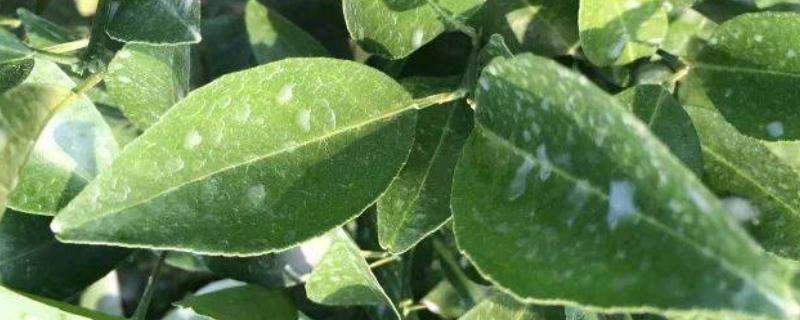 代森锰锌容易引发哪些类型的药害，情况较轻时可能会导致植物叶片受损