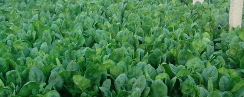 菠菜通常是在几月份成熟，不同季节进行种植的菠菜其具体的成熟时间会有所不同