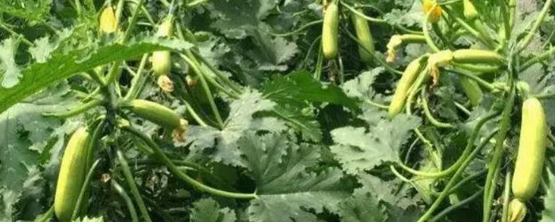 在春天种植西葫芦的时候具体要注意什么，需要少施氮肥并一定要做好人工授粉工作