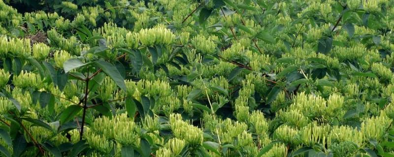 山银花的最佳种植时间是什么时候，通常在春季和秋季这两个季节进行种植