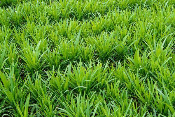 移栽韭菜时要不要剪掉叶片,剪除后不利于后期生长