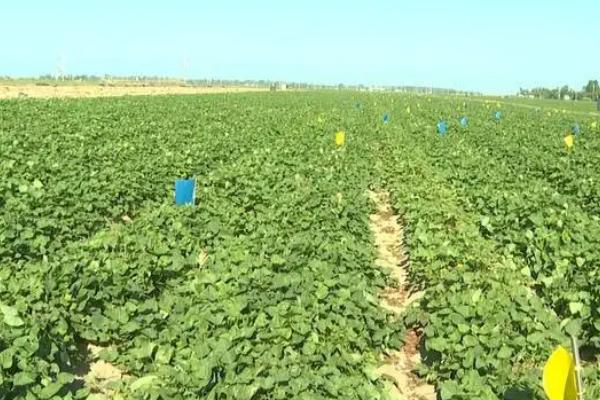 甘薯高产施肥管理技巧,农家肥为主化肥为辅