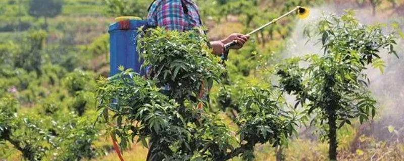 微量元素水溶肥的具体使用方法有哪些，与有机肥共同搭配后其施用效果会变得更加出色