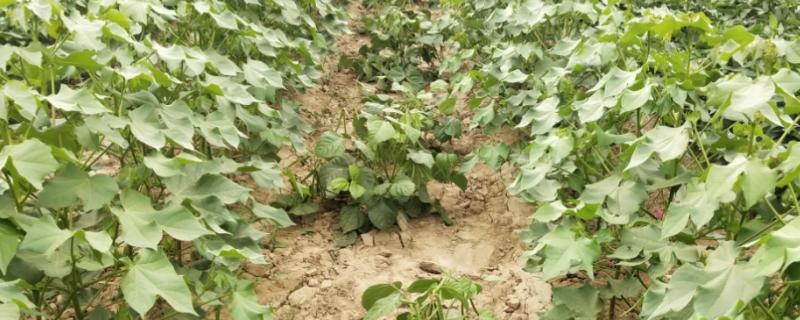 如何立体培育棉花与荷兰豆的模式，每垅种植两行棉花并在棉花内侧各种植一行荷兰豆