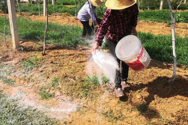 怎么提高肥料的利用率,可将化肥与农家肥结合使用
