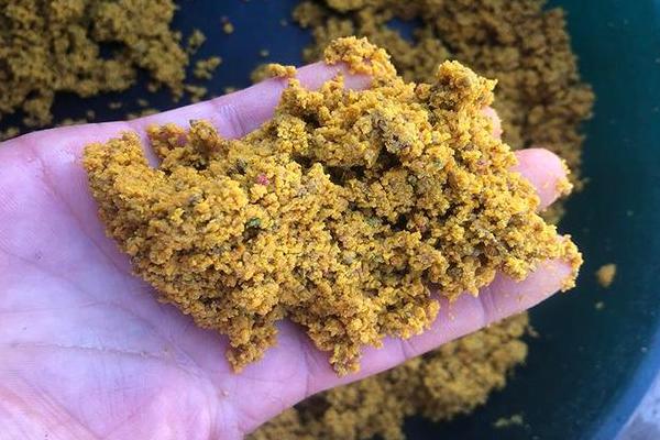 高温天气钓鱼用什么饵料，使用素饵更加合适