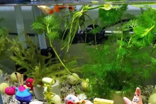 鱼缸水质适宜盐度，需保持在0.3-0.5%