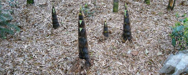 竹笋的最佳种植时间是什么时候，在冬季气候温暖地区采用秋季种植是否更好