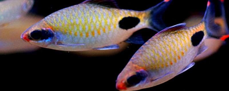 黑斑鲫的饲养方法有哪些，饲养它的水缸为什么需要加盖子