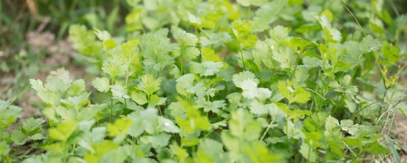 秋香菜在苗期的管理方法有哪些，当植株长到4到5厘米高的时候需要进行间苗处理