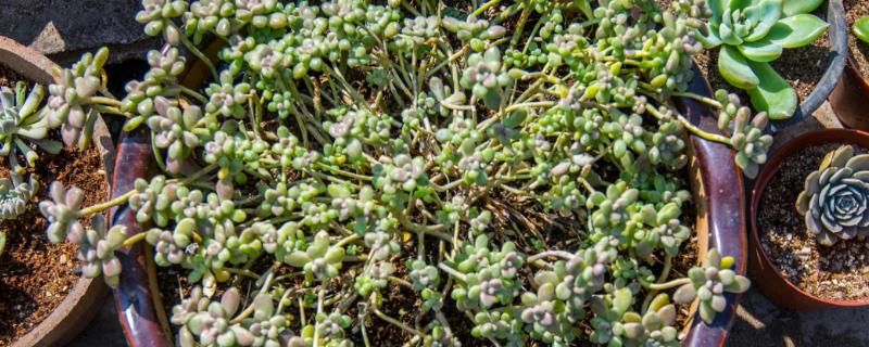 姬秋丽的浇水方法有哪些，需要根据天气情况来灵活调整浇水频率