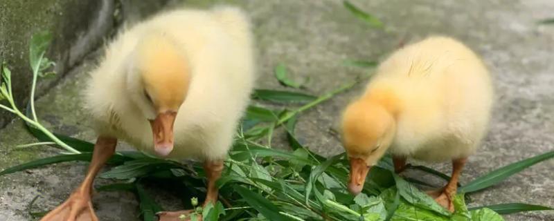 鹅多长时间才能够长齐全身羽毛，大约需要经历三个月时间