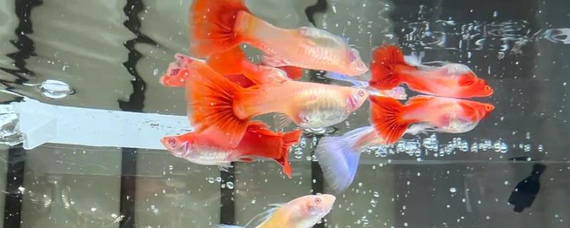 孔雀鱼的胎斑具体长什么样子，它们一般呈现出来的都是褐色或黑色吗