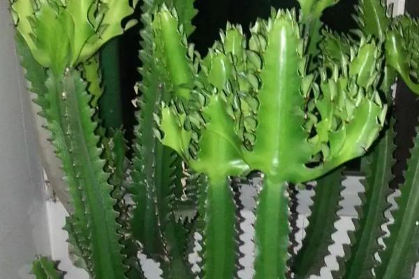 三棱箭的形态特征,为附生攀援性多浆植物