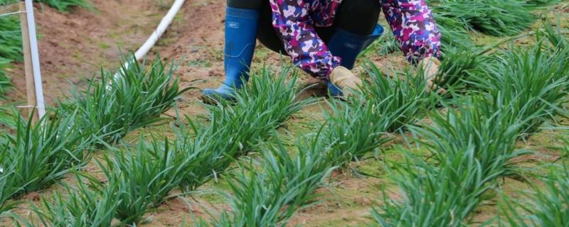 移栽韭菜的时候究竟要不要剪掉它的叶片，将其剪除之后反而会不利于植株后期生长