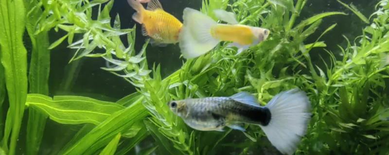 孔雀鱼究竟应当如何饲养，一定要设法保持恒定的水温